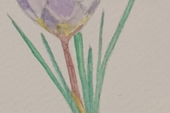 Crocus, aquarelle