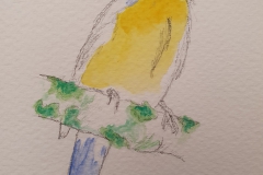 Mésange, aquarelle