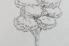 Croquis arbre