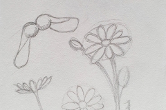 Croquis fleurs 2