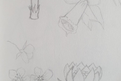 Croquis fleurs 1