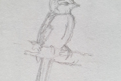 Croquis oiseau