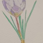 Crocus aquarelle